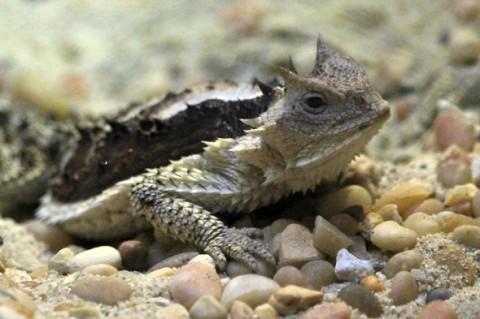 The Forgotten Zoo | Seattle Metro Magazine The Forgotten Zoo