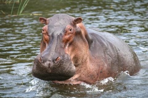 Learning to See in Uganda