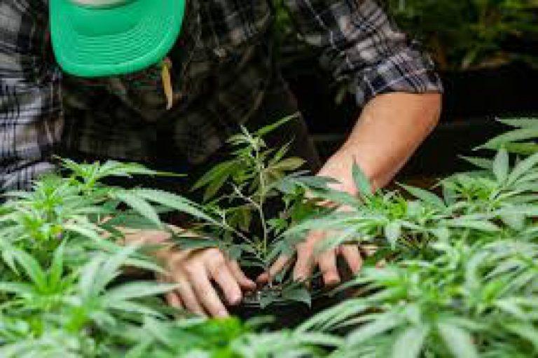 Going Green: Washington’s Economy After Legalization