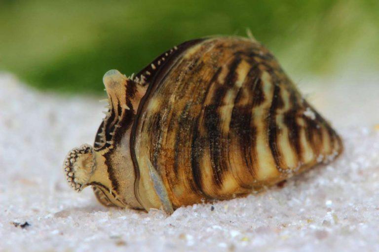 Wash. wildlife officials ask residents to inspect aquarium moss after invasive zebra mussels found