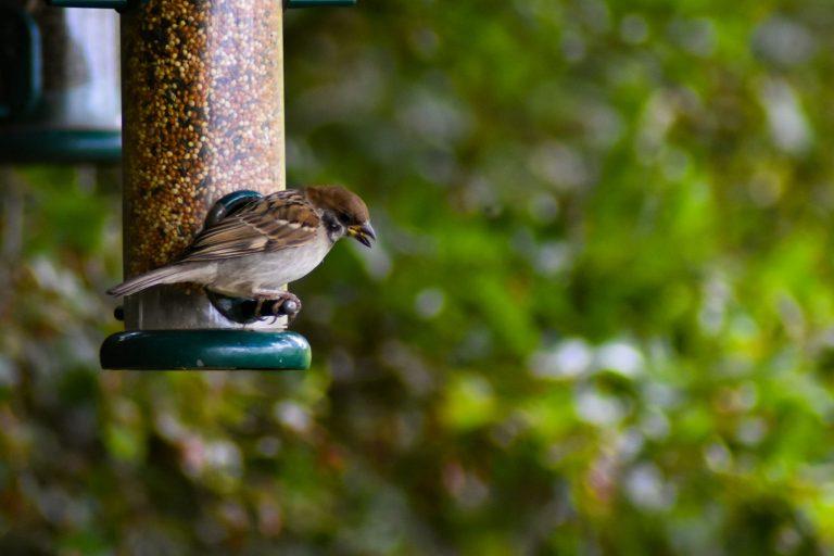 Washington wildlife officials: Residents can put bird feeders back up