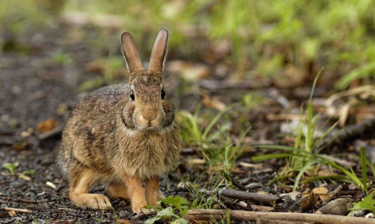 Spring babies in Seattle: Here's when you should help newborn wildlife, according to WA officials