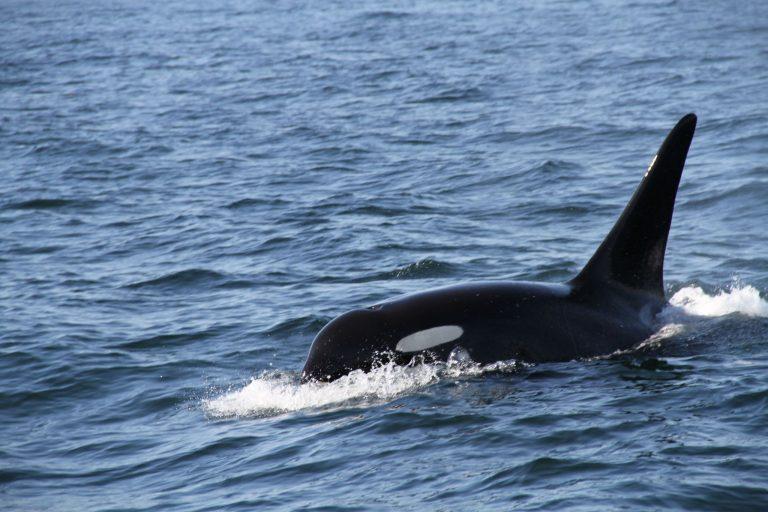 Washington's orca whale pods lose a member as oldest male, Cappuccino, presumed dead