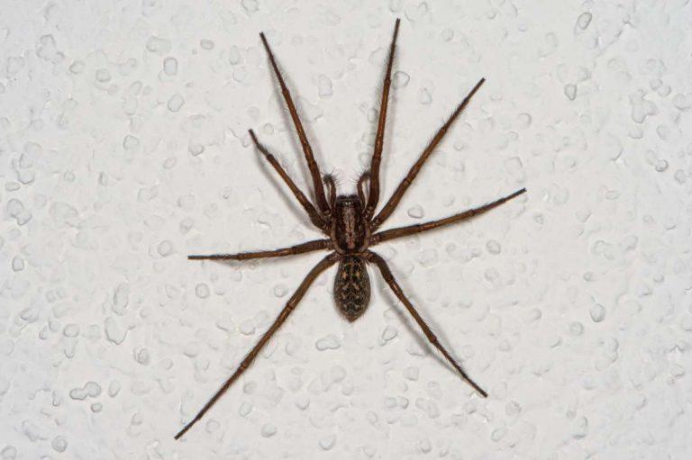 Early fall is 'spider season' in Seattle, but don't be afraid, experts say