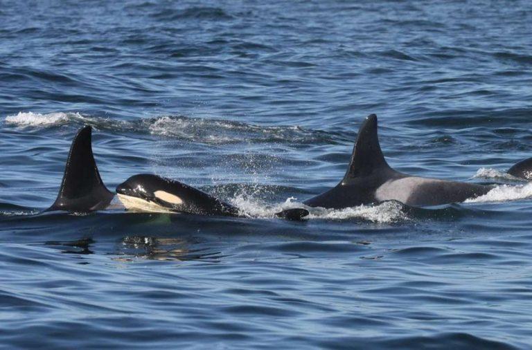 Another orca whale in Washington's endangered southern resident pods is presumed dead