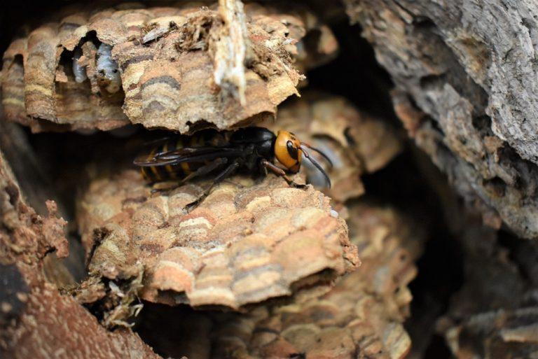 Washington agriculture officials eradicate third Asian giant hornet nest of 2021 in Whatcom County