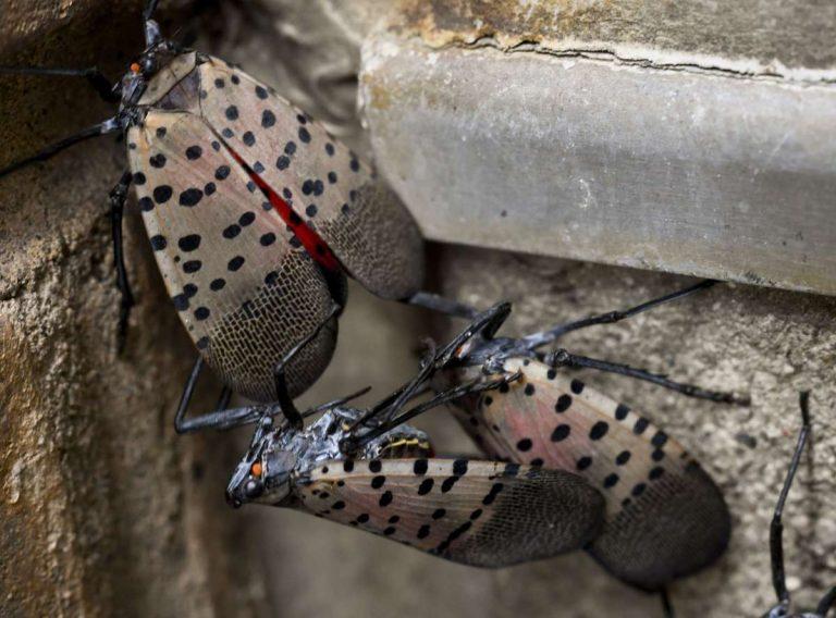 Washington officials: If you see this bug, report it immediately