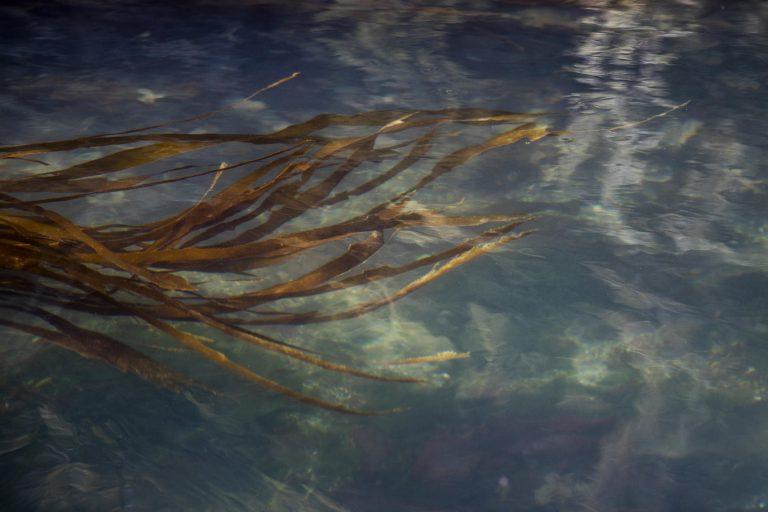 Shrinking WA kelp and eelgrass beds draw legislative attention