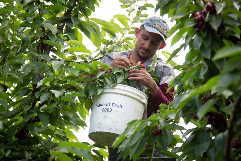 Some farmers question WA state's plan to pay workers overtime