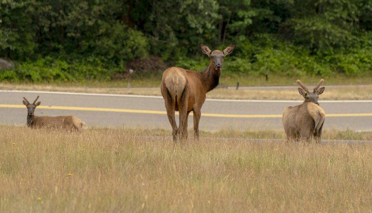 Washington considers consolidating elk management