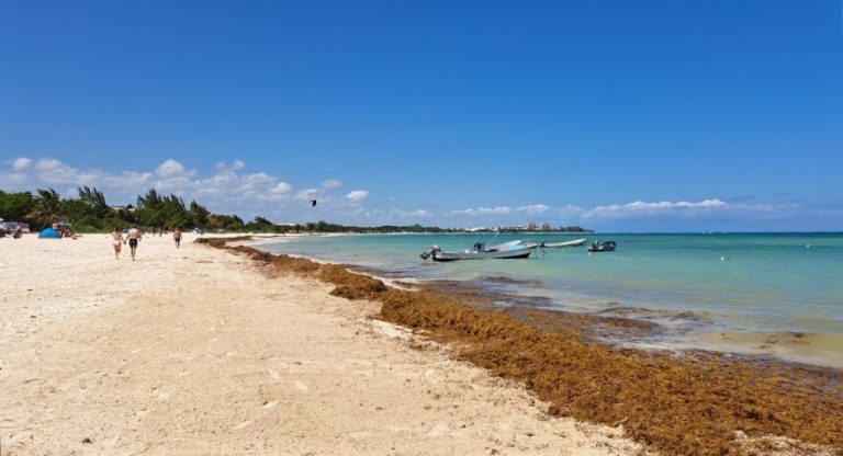 Officials Raised Sargassum Alert For Cancun And The Rest Of The Mexican Caribbean