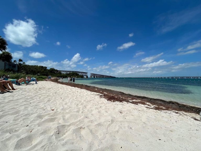 Sargassum Seaweed In Florida & Key West 2024 – Latest Updates
