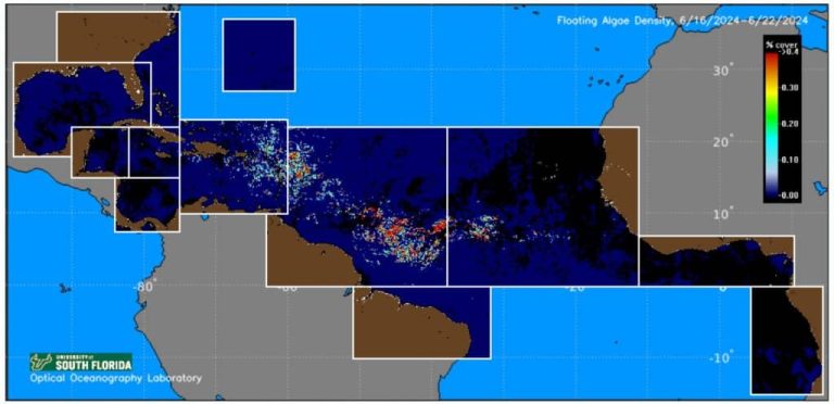 Positive Sargassum Forecast: Mexican Caribbean Will Be Algae-Free Soon, Say Authorities