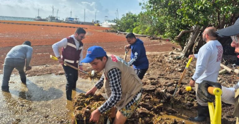100 Tons of Sargassum Collected In This Part Of The Mexican Caribbean In One Day