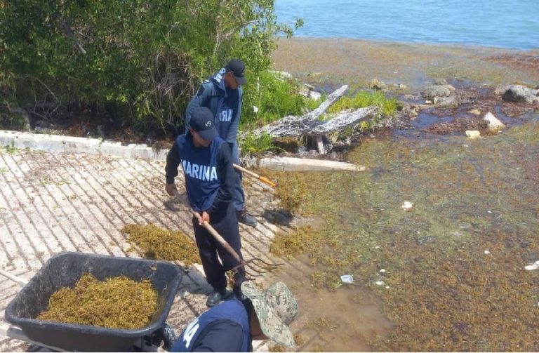 Mexican Navy Collects 1.5 Tons of Sargassum Along The Caribbean Beaches