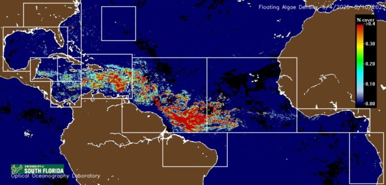 Satellite Images Reveal Record Sargassum Influx in Florida and Cancun in May