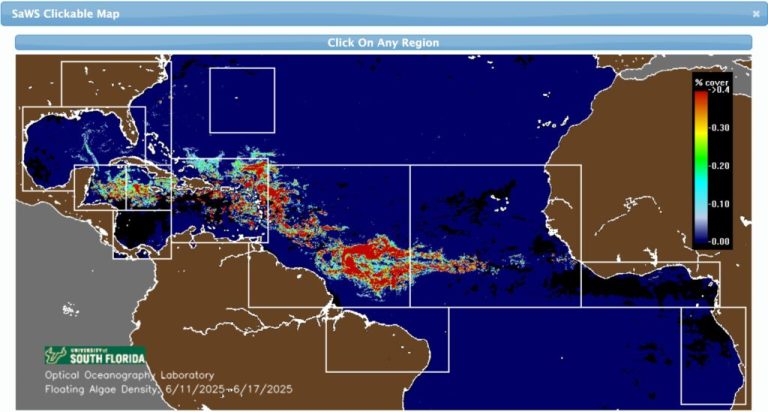 Mexican Beaches Overwhelmed by the Worst Sargassum Arrival Ever
