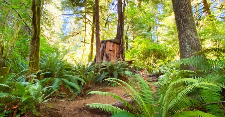17 Olympic National Park Hikes for All Skill Levels