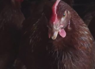 First suspected human case of avian influenza reported in Washington this year