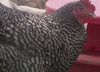 Washington woman dies from bird flu complications