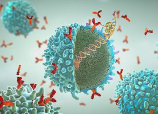 New study shows mRNA vaccine enhances cancer immunotherapy treatment: HealthLink