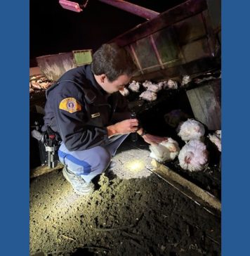 Driver of truck that crashed carrying live chickens cited for falling asleep