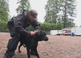 ‘Good boys’ on a mission: California rescue dogs ready to help WA in flood crisis