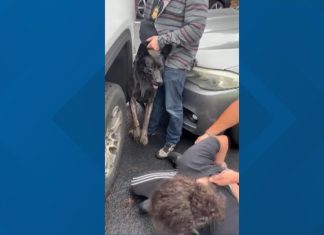 Department of Homeland Security officers sicced dog on Vancouver man, witnesses say