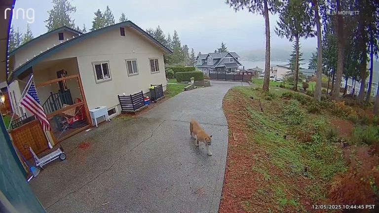 Bellingham parents concerned a cougar is getting too comfortable in their neighborhood