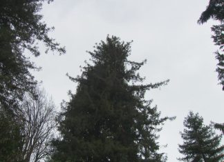 100-year-old redwood to come down as Seattle developer eyes new housing