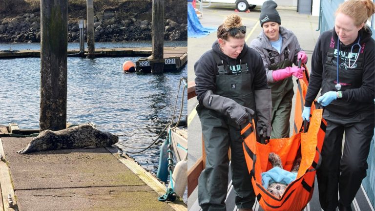 Rescuers work to save harbor seal shot in face