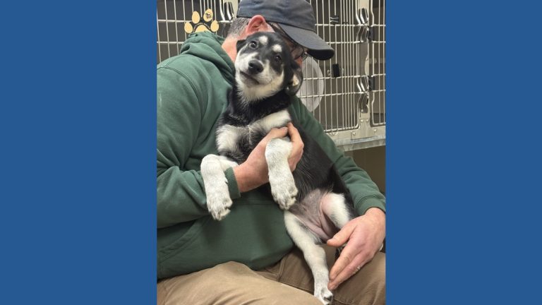 Puppies saved from suspected fentanyl exposure near Gold Bar find new homes