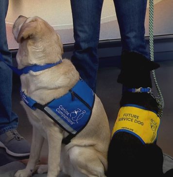 Puget Sound Canine Companions gears up for March 23 National Puppy Day