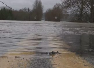 Snohomish County plants seeds of resilience as farms struggle to recover from historic floods