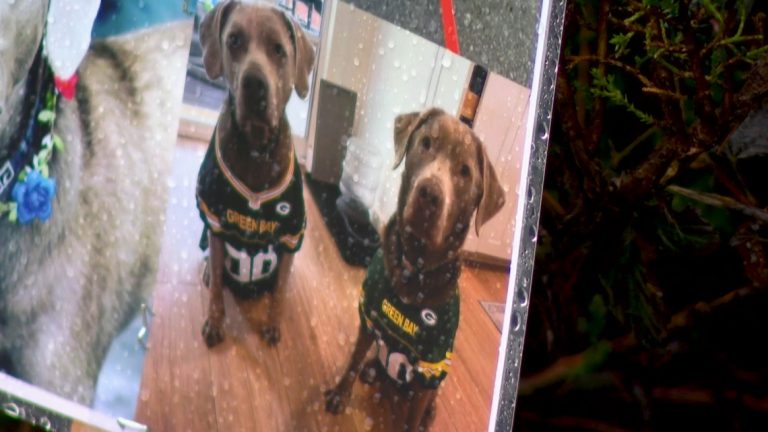 Snohomish County investigating fatal dog shooting