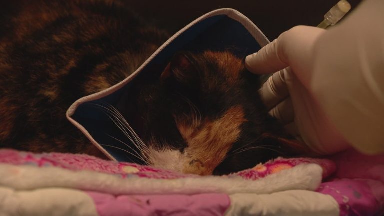 Shot and left to suffer: Injured cat is 2nd animal to be shot on Olympic Peninsula in a month