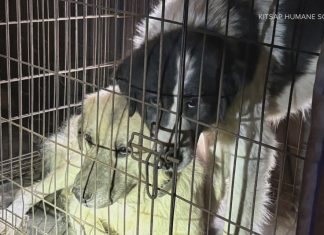 57 animals seized from home in Kitsap County