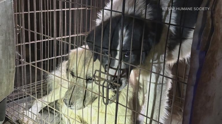 57 animals seized from home in Kitsap County
