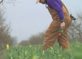 Skagit Valley colorblind tulip farmer’s story inspires children’s book
