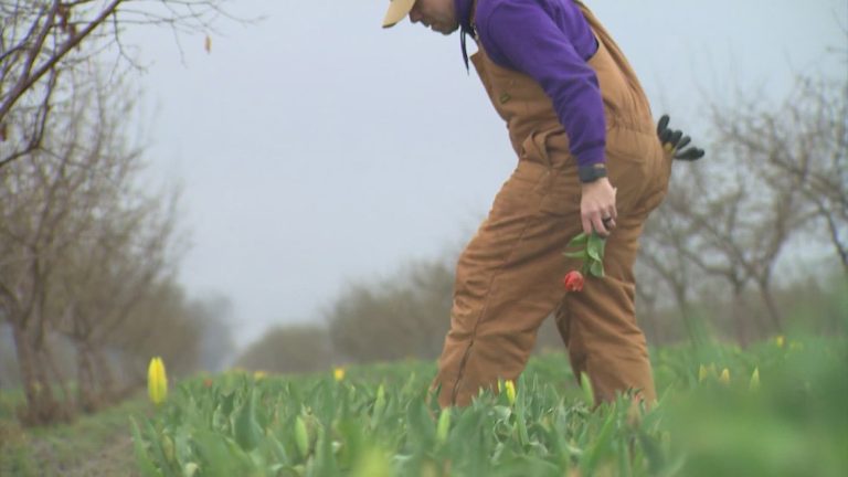Skagit Valley colorblind tulip farmer’s story inspires children’s book