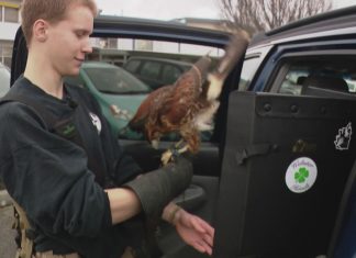Hawks hired to chase Oak Harbor’s seagulls out of town