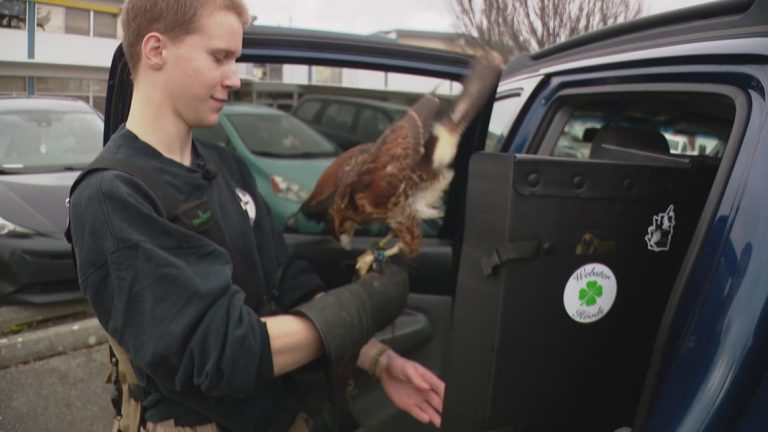 Hawks hired to chase Oak Harbor’s seagulls out of town