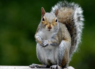 Wildlife officials euthanize squirrels in Tacoma after resident reports bite