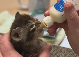 ‘Kitten Shower’ in Shoreline set to support abandoned kittens and pregnant felines