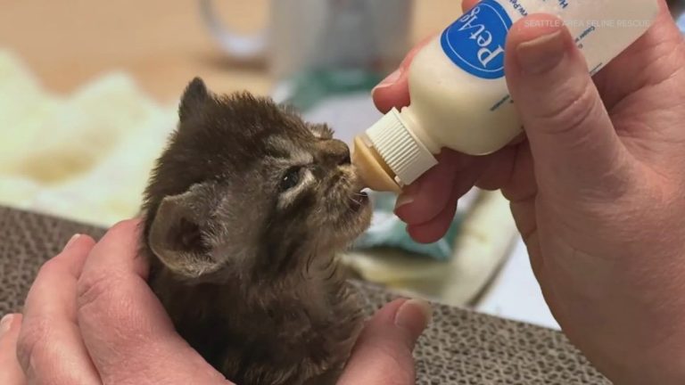 ‘Kitten Shower’ in Shoreline set to support abandoned kittens and pregnant felines