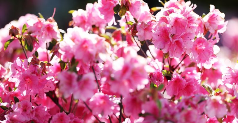 Johnnie-O’s limited edition Azalea Collection is perfect for the Masters