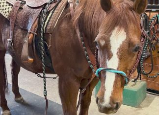 Stolen Enumclaw horse found ‘safe and sound’