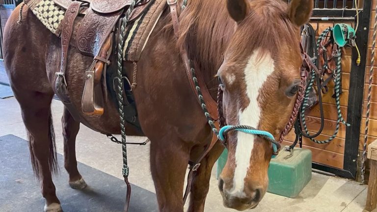 Stolen Enumclaw horse found ‘safe and sound’