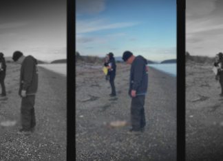 8 more ‘canine’ carcasses found on Skagit County beaches, brings total to 21