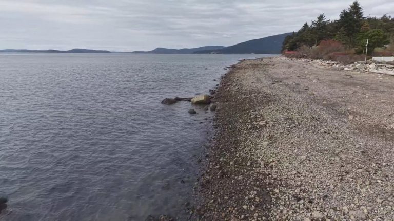 Guemes Island residents demand answers after ‘fox’ carcasses wash ashore
